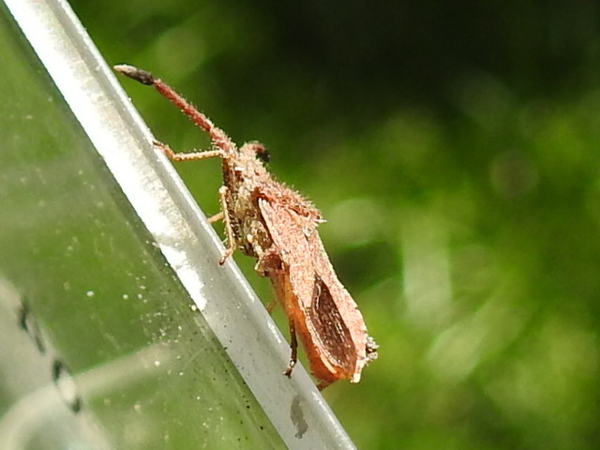 Coriomeris