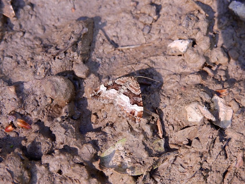 Xanthorhoe biriviata - kétsávos tarkaaraszoló