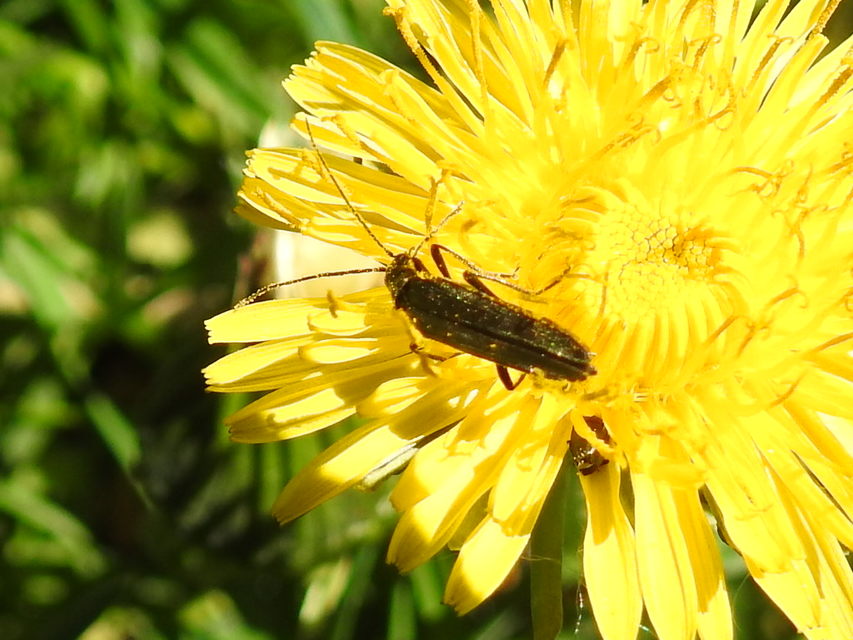 Oedemera