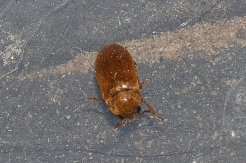 Byturus ochraceus - gyömbérgyökérbogár