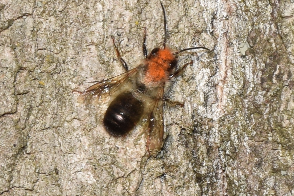 Osmia bicornis - kékfejű faliméh