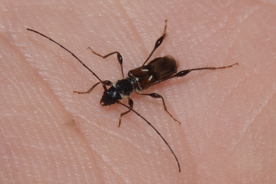 Molorchus minor - kis légycincér
