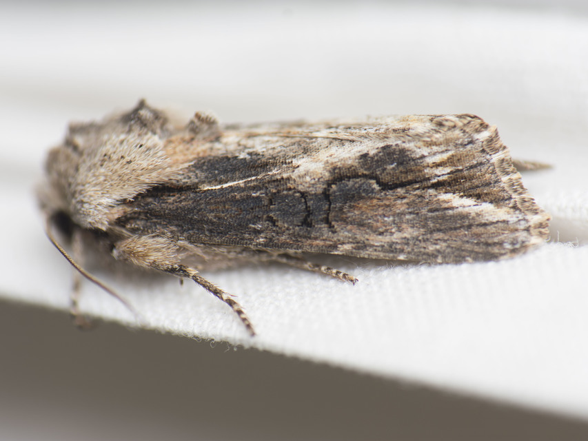 Egira conspicillaris - változékony szürkebagoly