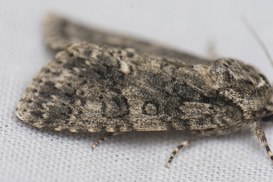 Acronicta rumicis - sóska-szigonyosbagoly