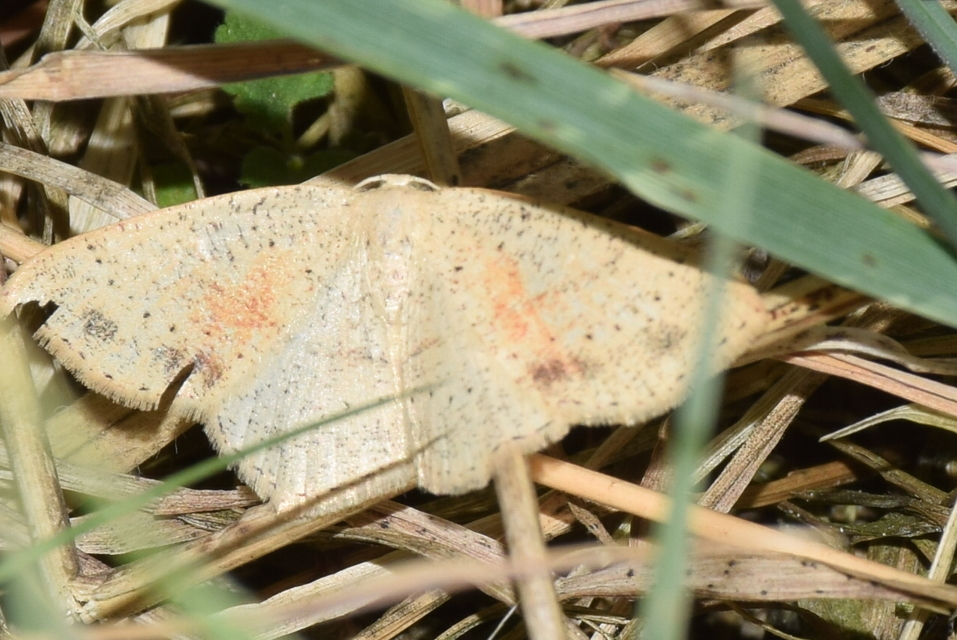 Cyclophora punctaria - sávos pettyesaraszoló