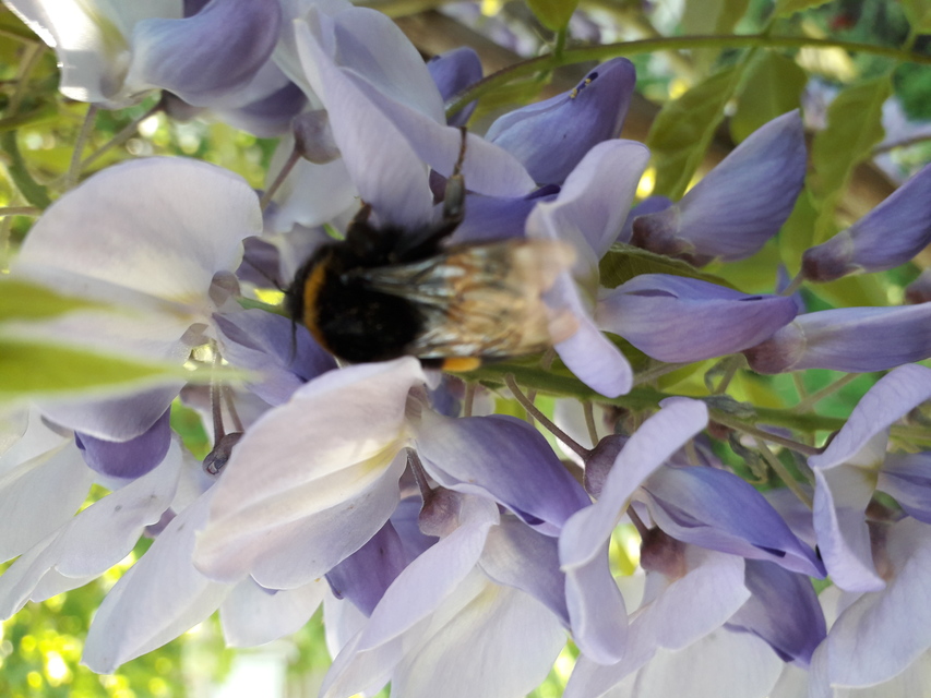 Bombus terrestris/lucorum