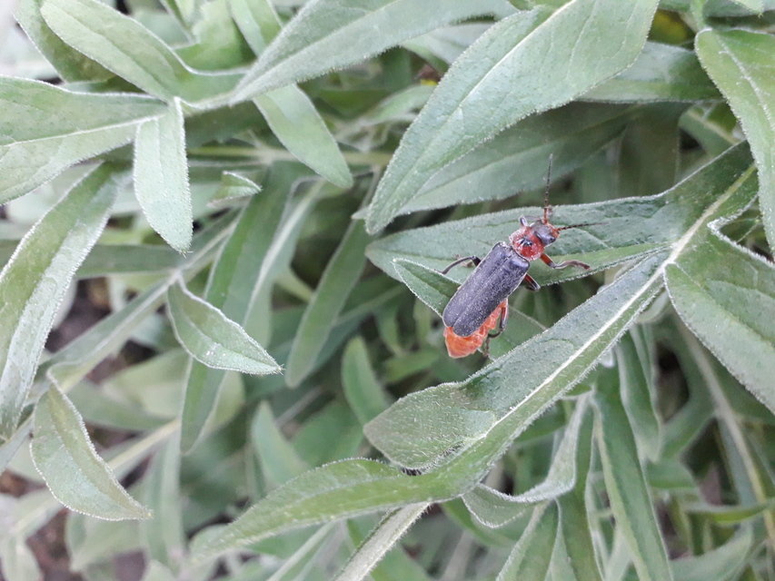 Cantharis rustica - suszterbogár