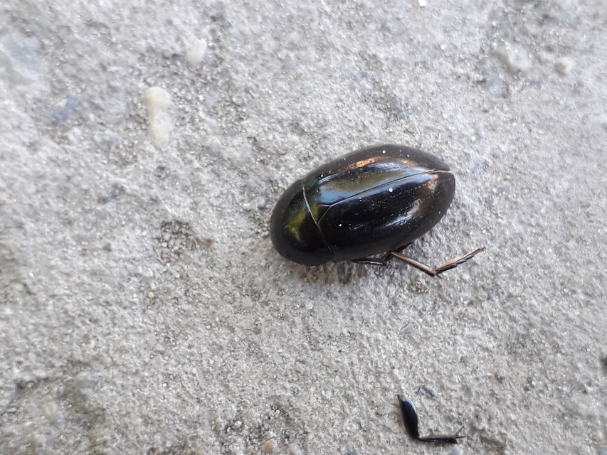 Hydrochara caraboides - kis csibor