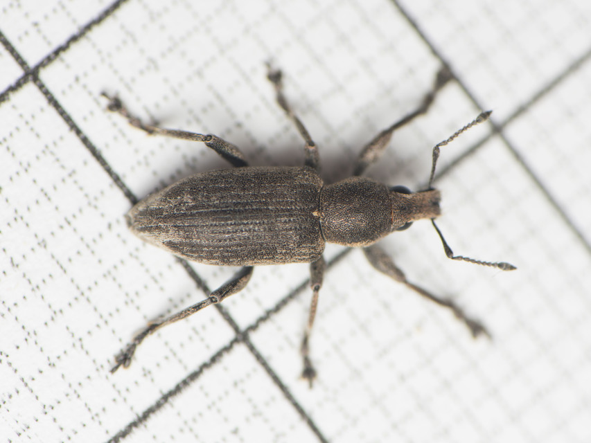 Tanymecus palliatus - közönséges hegyesfarúbarkó