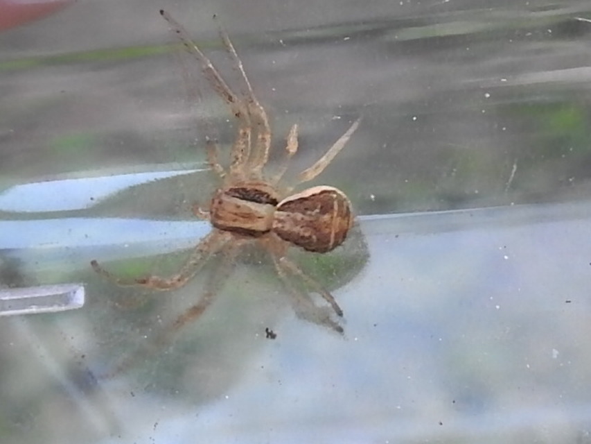 Xysticus ulmi - cserje-karolópók