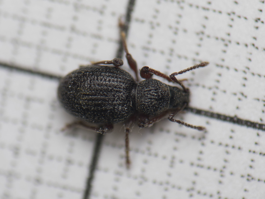 Otiorhynchus ovatus - apró gyalogormányos