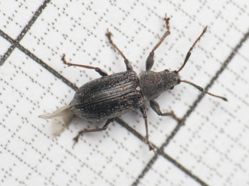 Phyllobius pyri - gyümölcsfa-levélormányos