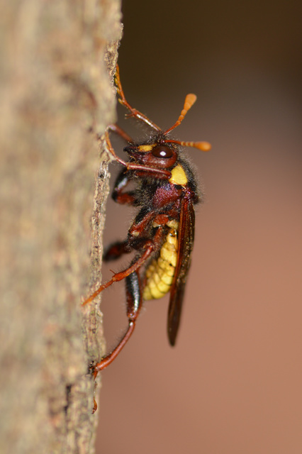 Palaeocimbex quadrimaculatus