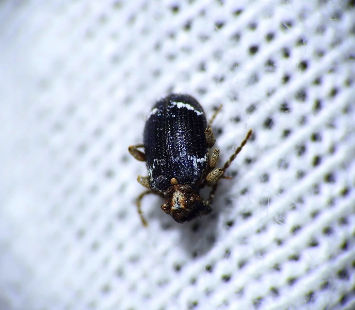 Ptinus variegatus