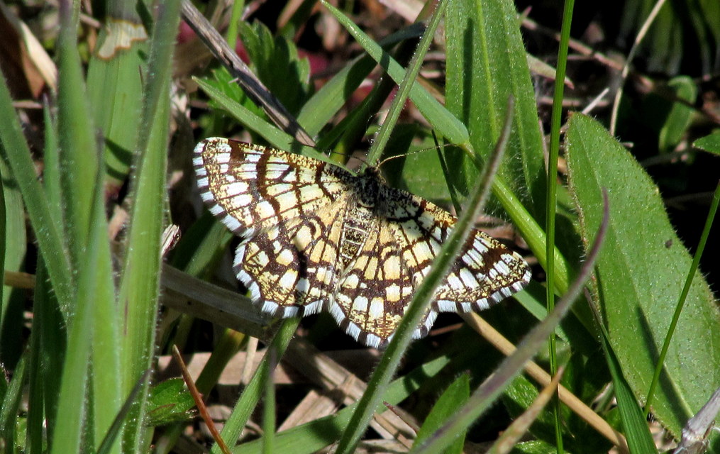 Chiasmia clathrata - rácsos rétiaraszoló