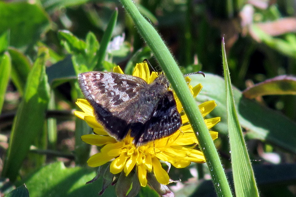 Erynnis tages - cigánylepke