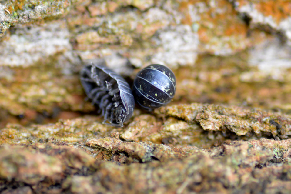 Armadillidium