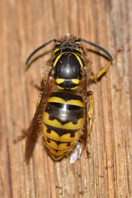 Vespula vulgaris - kecskedarázs