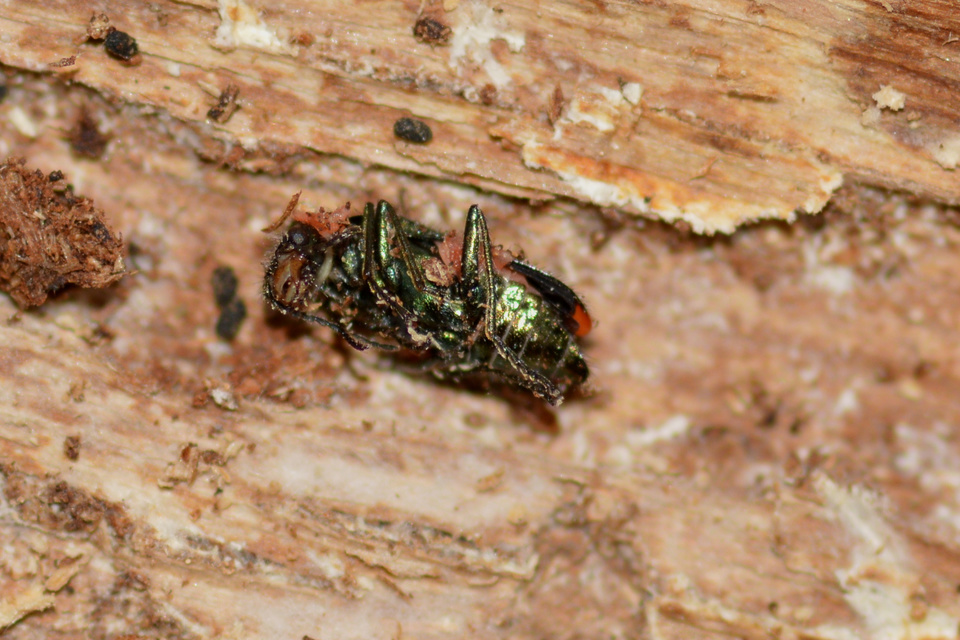 Melyridae - sziklaibogár-félék