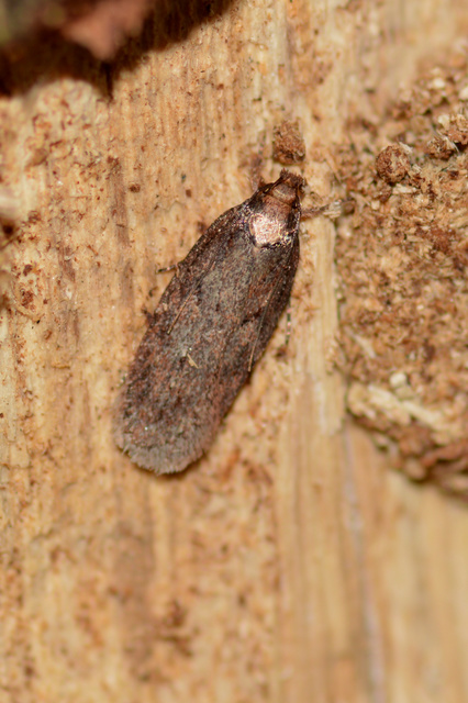 Agonopterix
