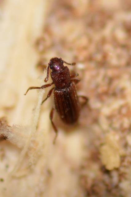 Bothrideres bipunctatus - szívnyakú humuszbogár