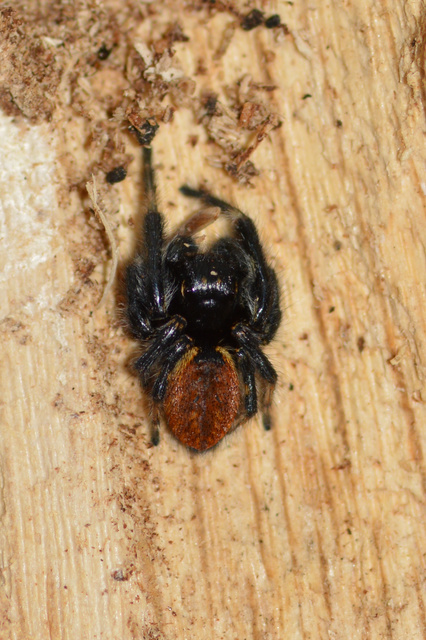 Carrhotus xanthogramma - rozsdás ugrópók