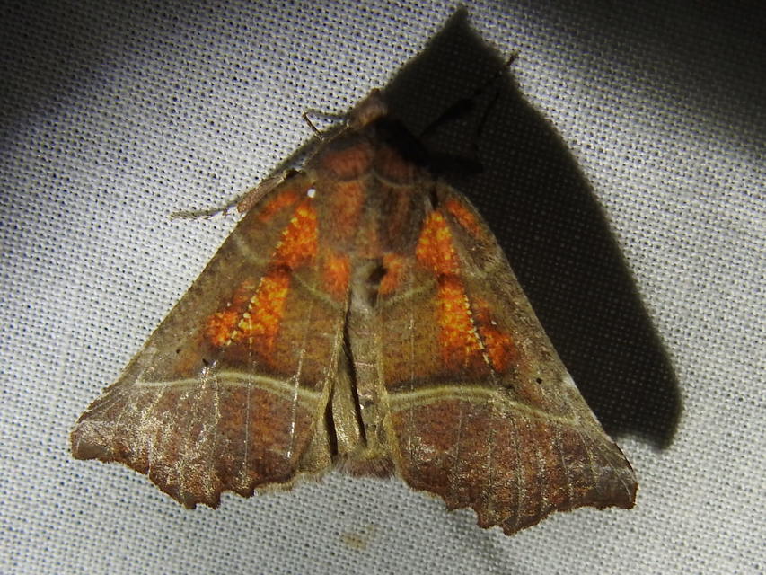 Scoliopteryx libatrix - vörös csipkésbagoly