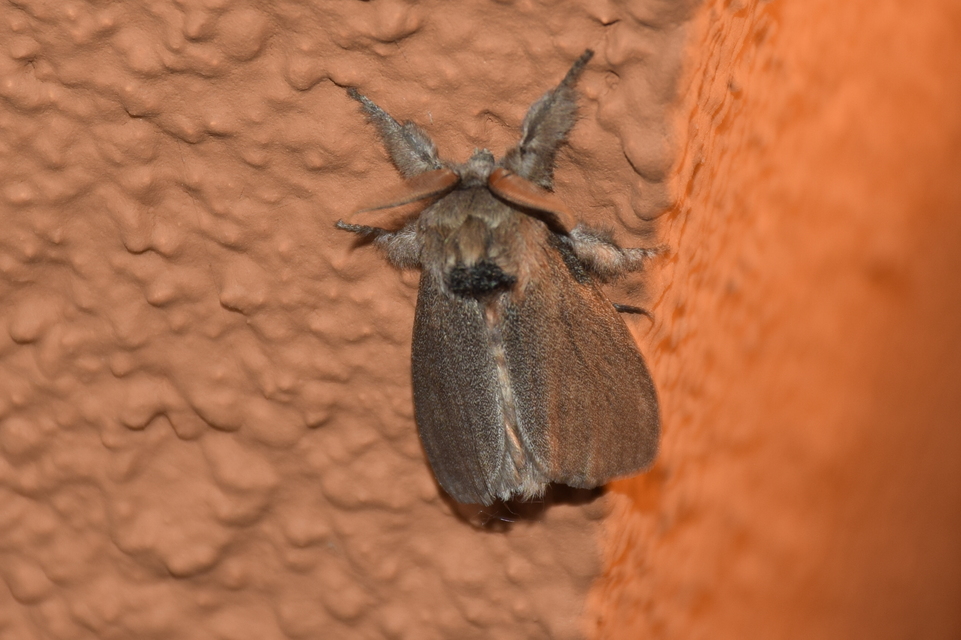 Calliteara pudibunda - hamvasszövő