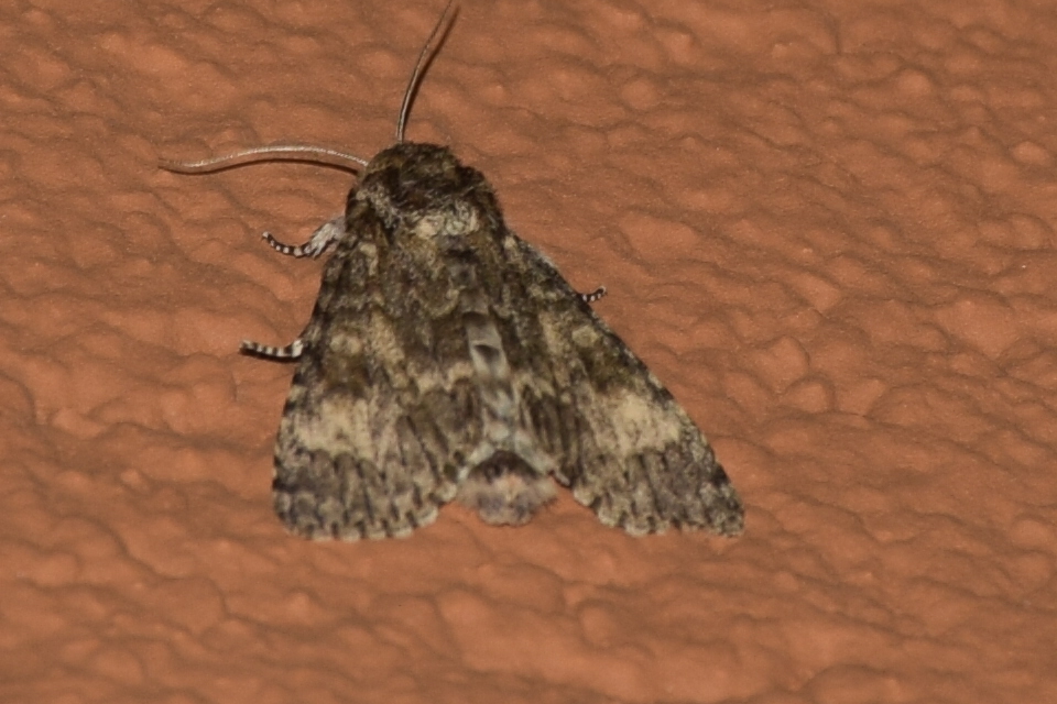 Acronicta megacephala - nagyfejű szigonyosbagoly