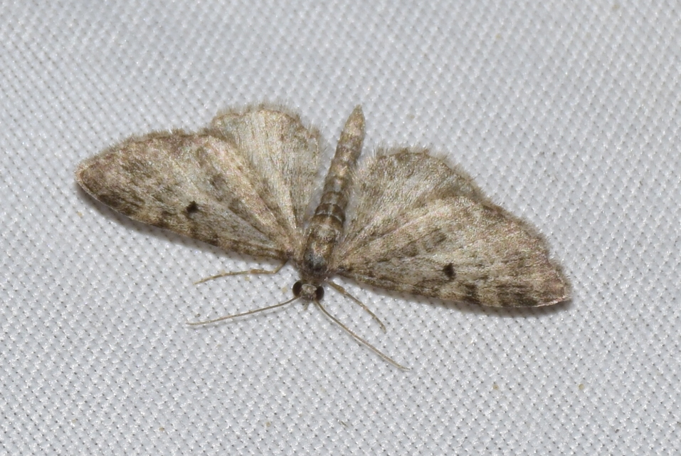 Eupithecia virgaureata - aranyvessző-törpearaszoló