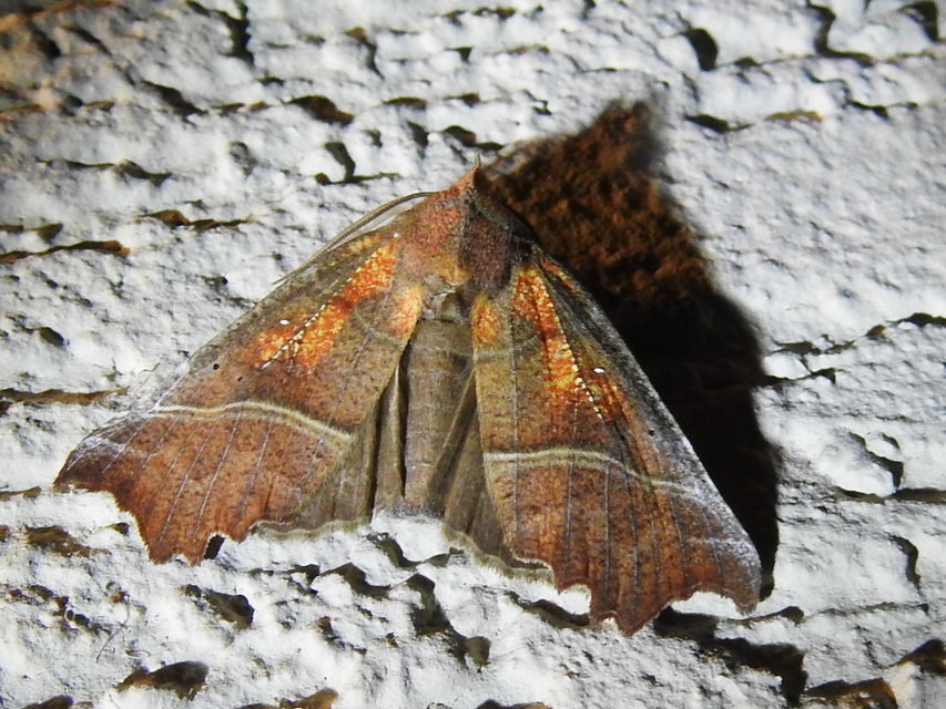 Scoliopteryx libatrix - vörös csipkésbagoly