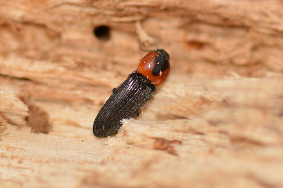 Cardiophorus discicollis - korongfoltos szívespattanó