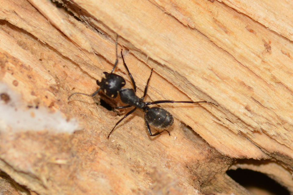 Camponotus vagus - fekete lóhangya