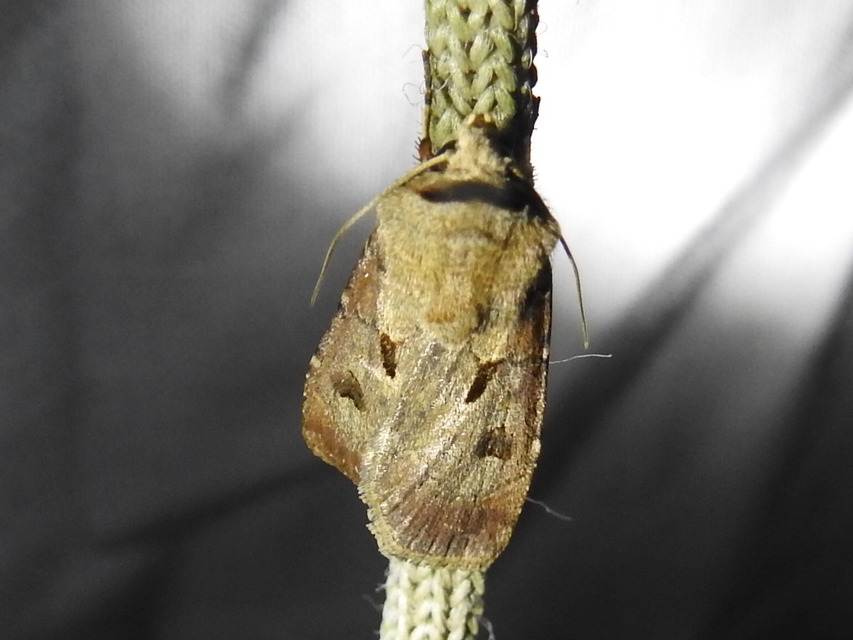 Agrotis exclamationis - felkiáltójeles földibagoly