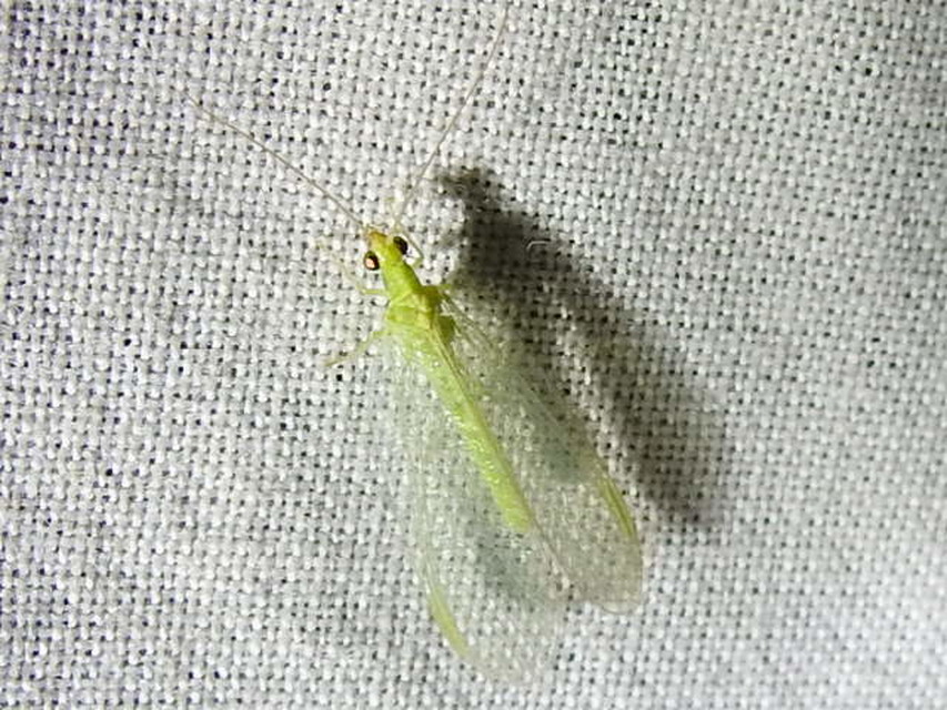Chrysopidae - zöldfátyolkák