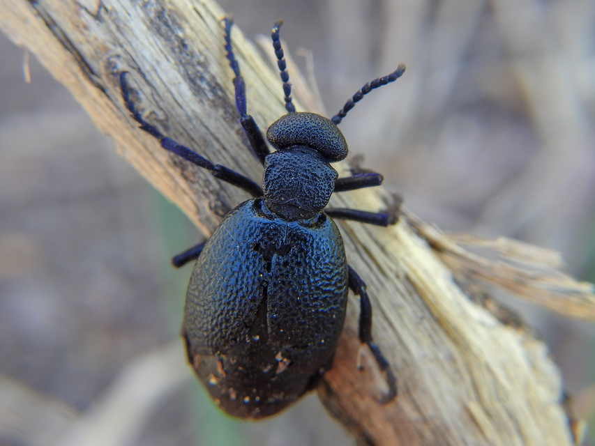 Meloe cicatricosus - óriásnünüke