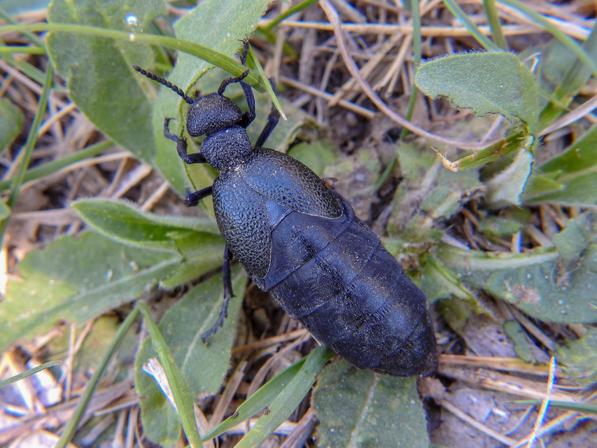 Meloe cicatricosus - óriásnünüke