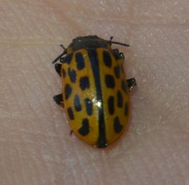 Chrysomela vigintipunctata - húszfoltos fűzlevelész