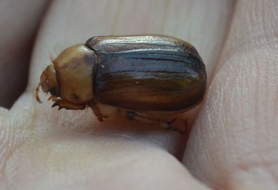 Rhizotrogus aestivus - tavaszvégi cserebogár