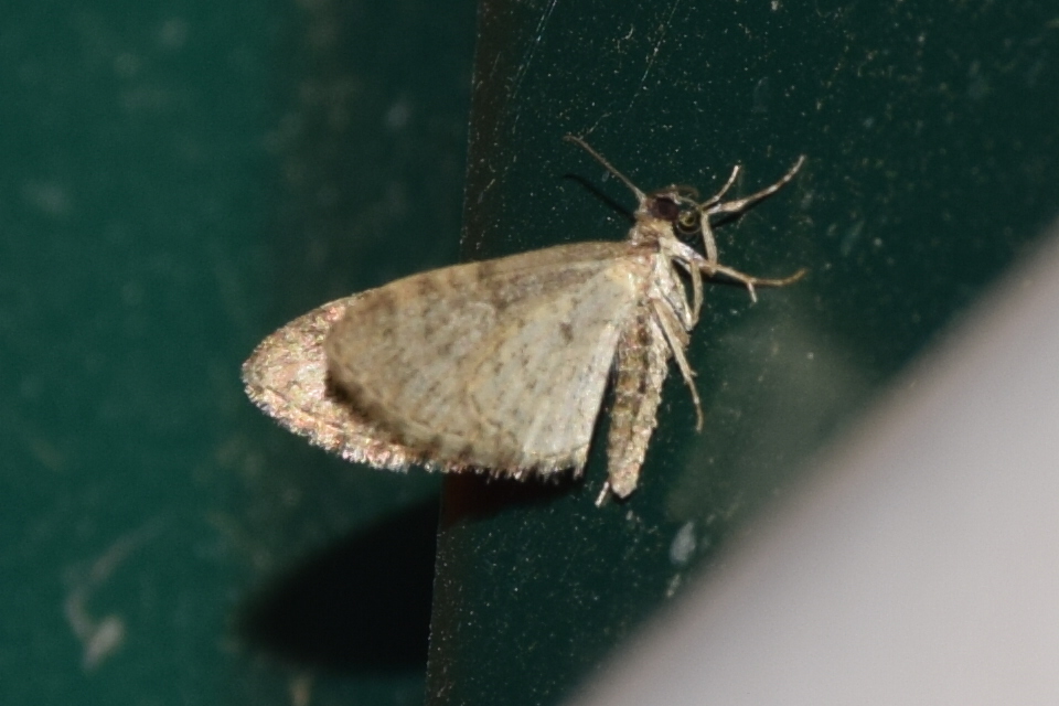 Eupithecia dodoneata - tölgy-törpearaszoló