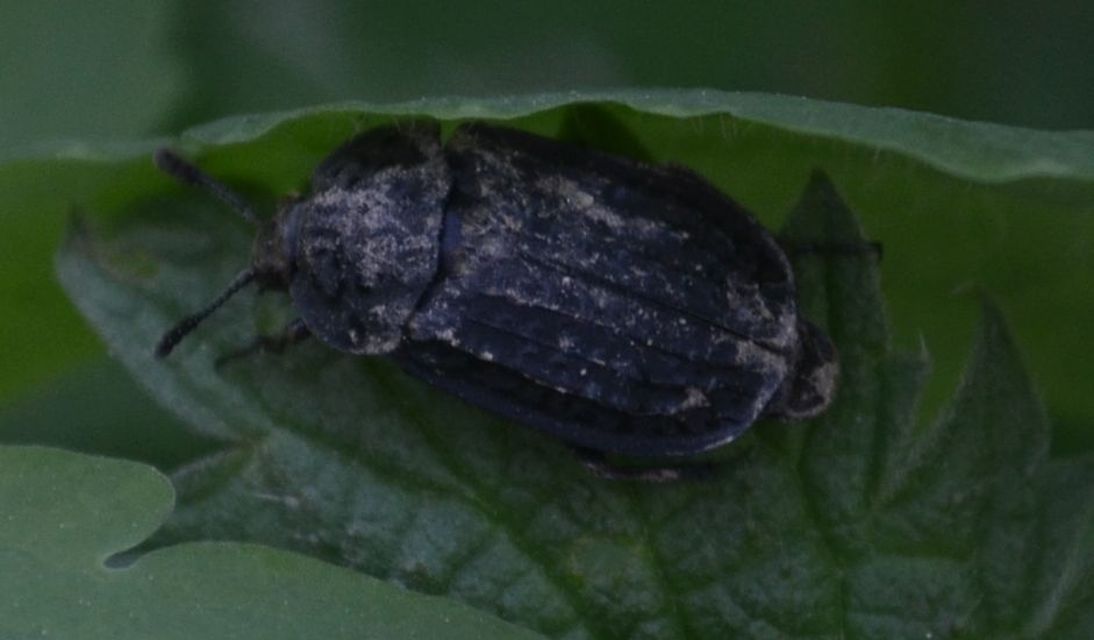 Thanatophilus rugosus - ripacsos dögbogár