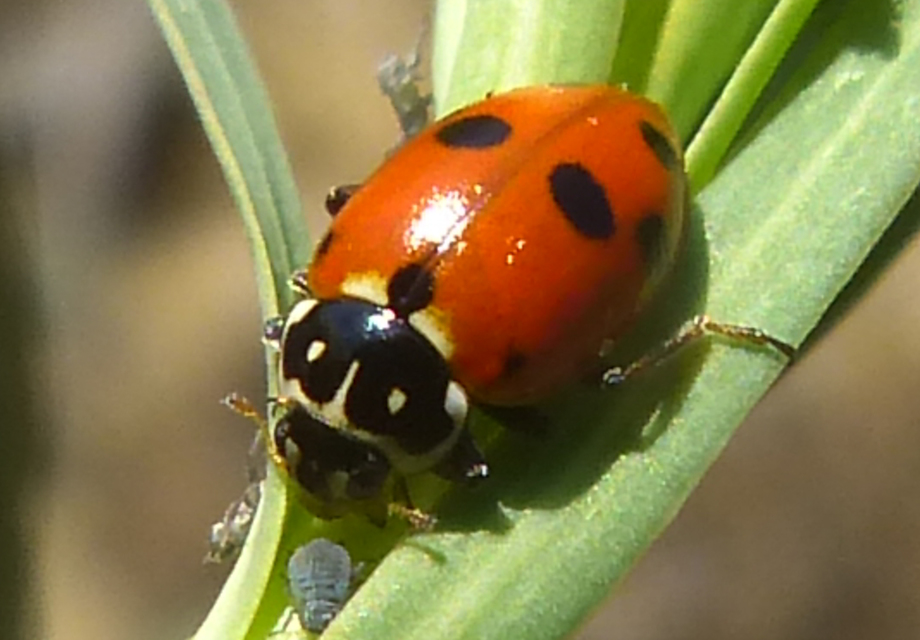 Hippodamia variegata - tizenhárompettyes katica