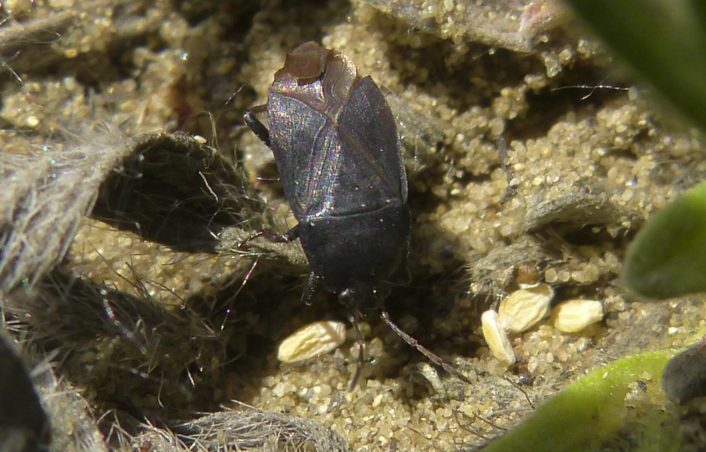 Aellopus atratus - cigánybodobács
