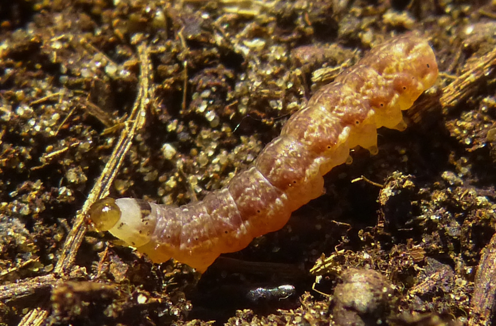 Agrochola
