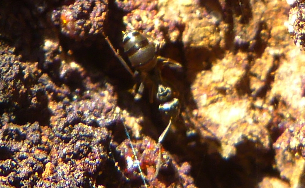 Formica