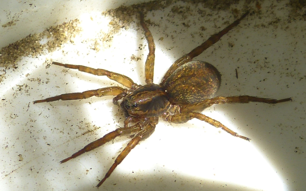 Trochosa