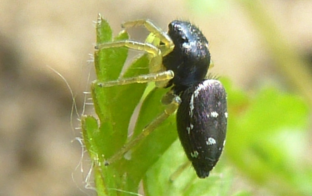 Heliophanus