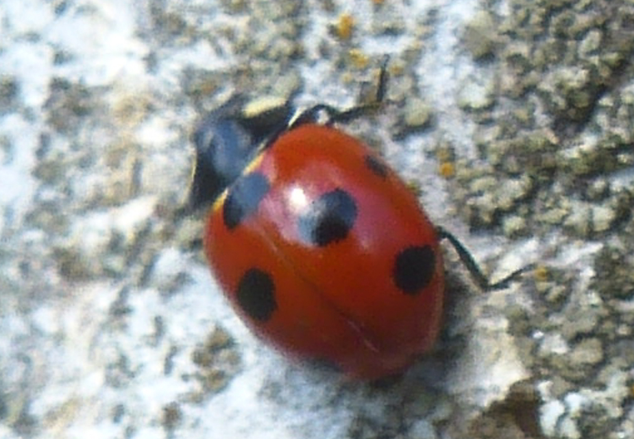 Coccinella magnifica - hangyászkatica