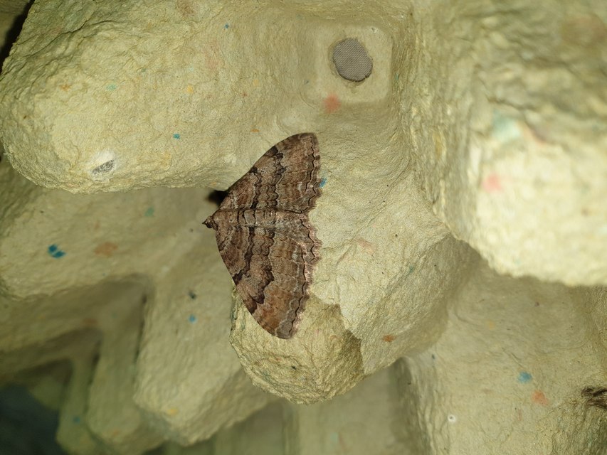 Hydria cervinalis - őzbarna araszoló