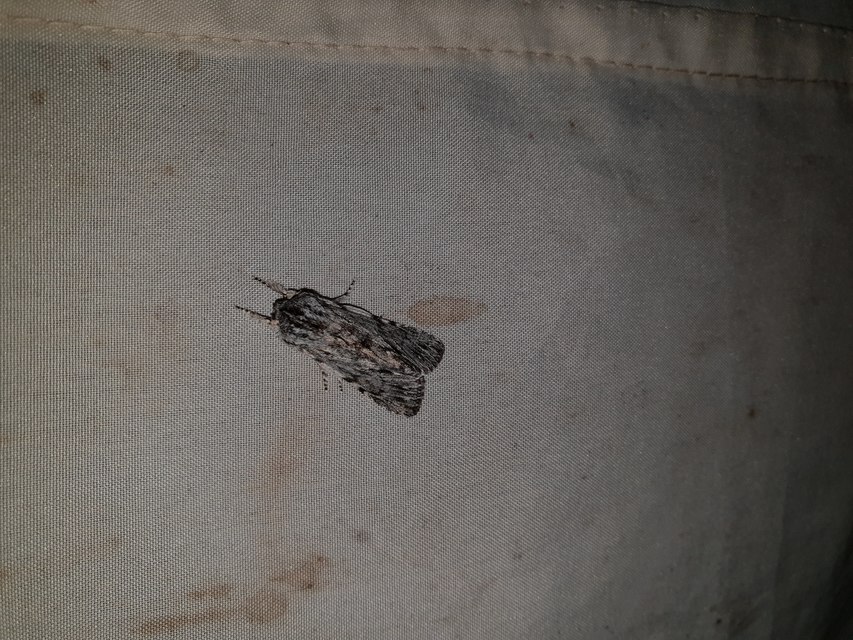 Asteroscopus syriaca decipulae - Kovács bundásbaglya